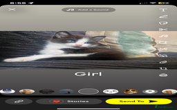 Mixed Breed cats for sale: 6 beautiful kittens  - Image 4