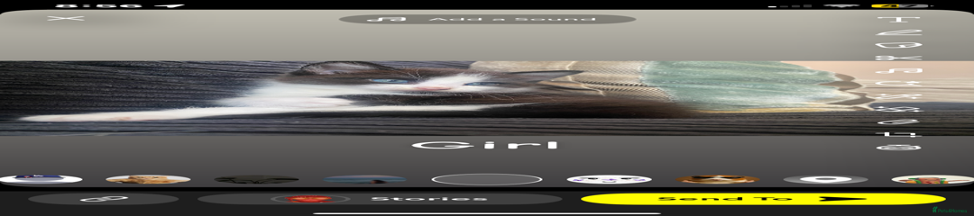 Mixed Breed Kitten 6