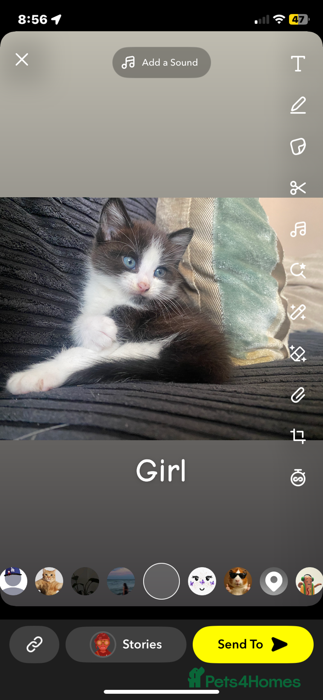 Mixed Breed cats for sale: 6 beautiful kittens  - Image 4