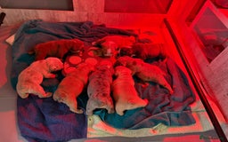 English Bulldog dogs for sale: Beautiful bulldog babies  - Image 12