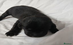 Labrador Retriever dogs for sale: Chunky labrador puppies  - Image 14