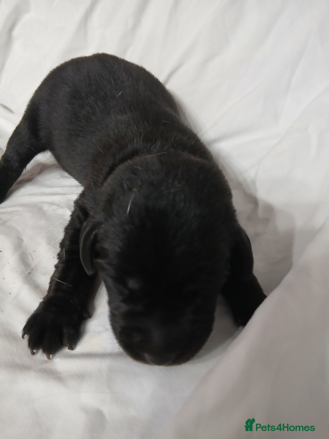 Labrador Retriever dogs for sale: Chunky labrador puppies  - Image 14