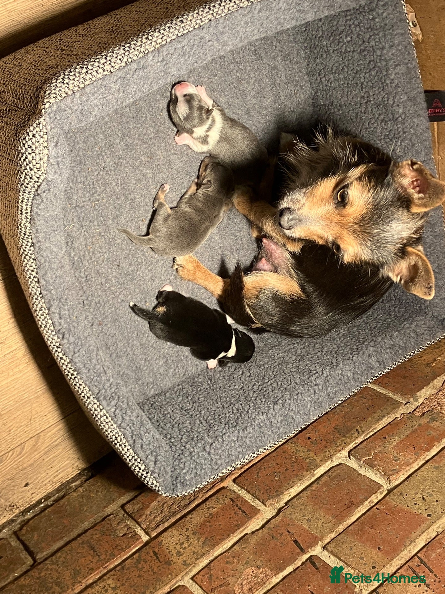 Jack Russell dogs for sale: Exceptional miniature jack russels - Advert 2