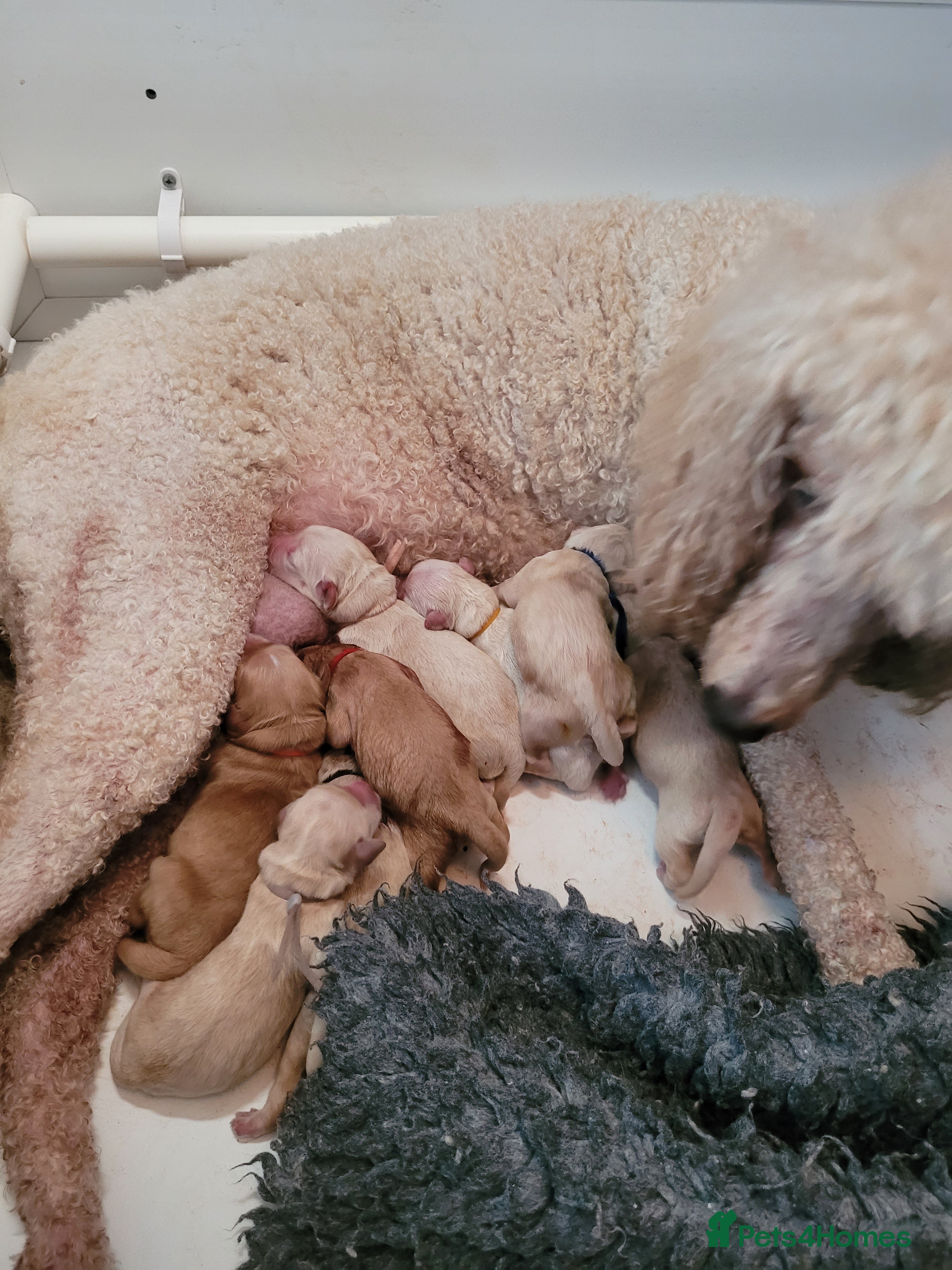 Goldendoodle dogs Goldendoodles. Extensively health tested parents - Advert 1