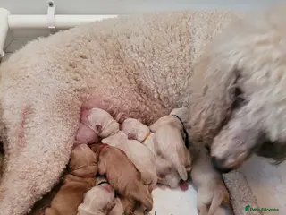 Goldendoodle dogs Goldendoodles. Extensively health tested parents - Advert 1