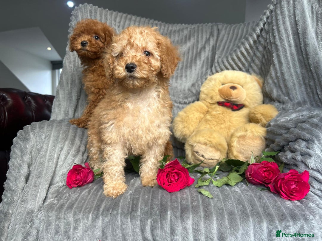 Poodle dogs for sale: Red small miniature poodle mum is tiny one 💙left - Image 7