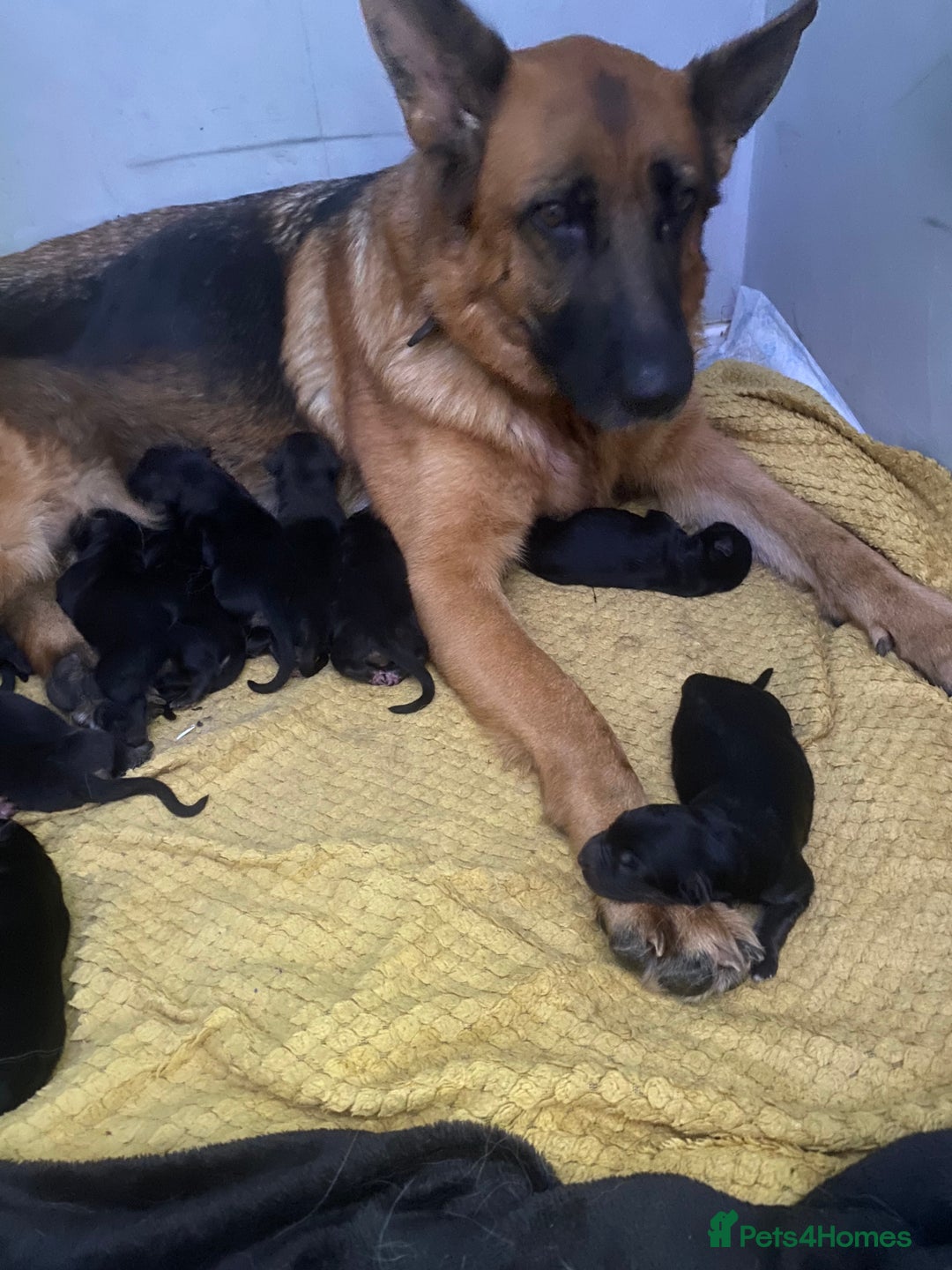 German Shepherd dogs for sale: 11 Cute German Shepherds!  - Image 10