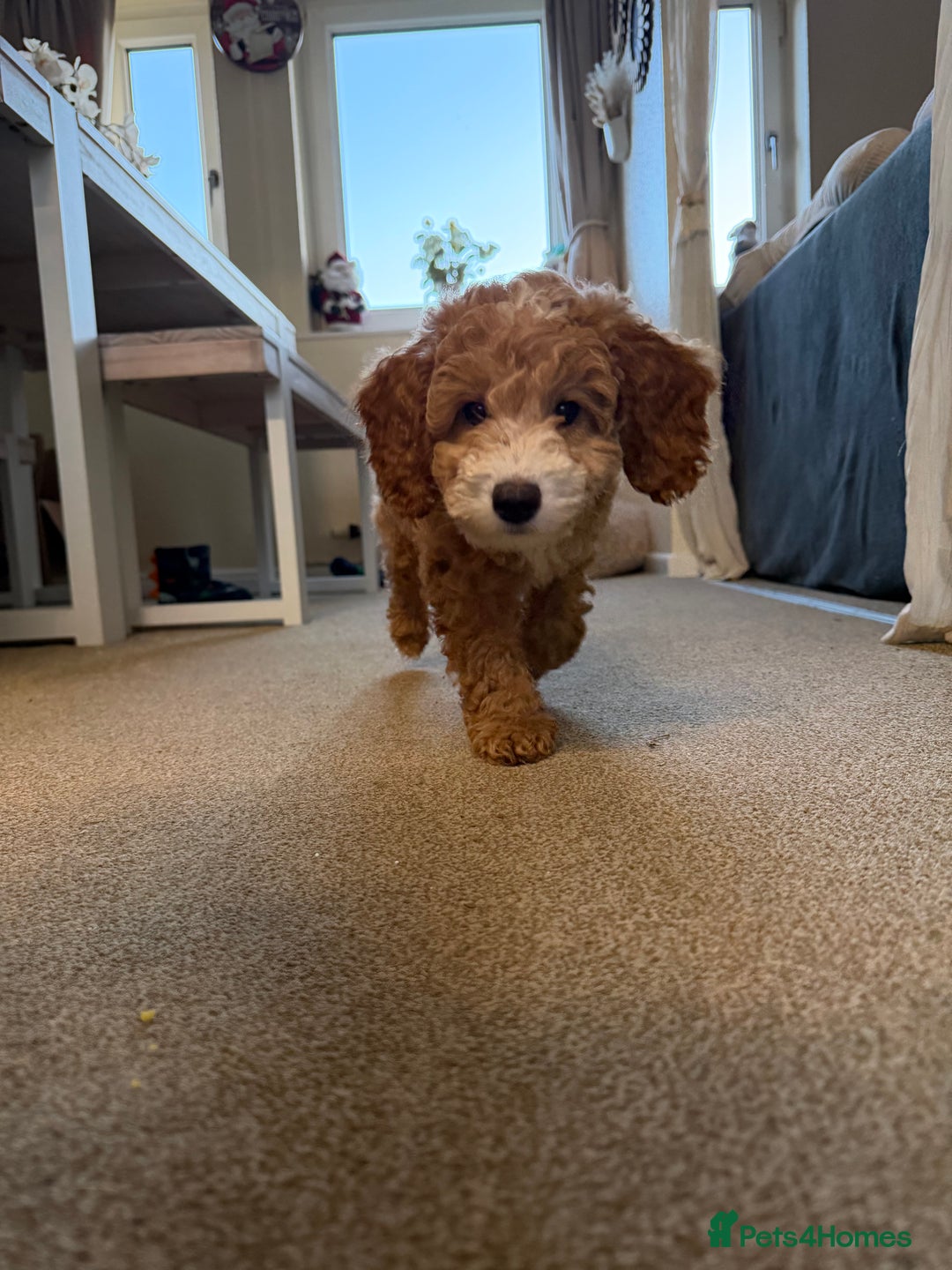 Cockapoo dogs for sale: Male cockapoo  - Advert 7