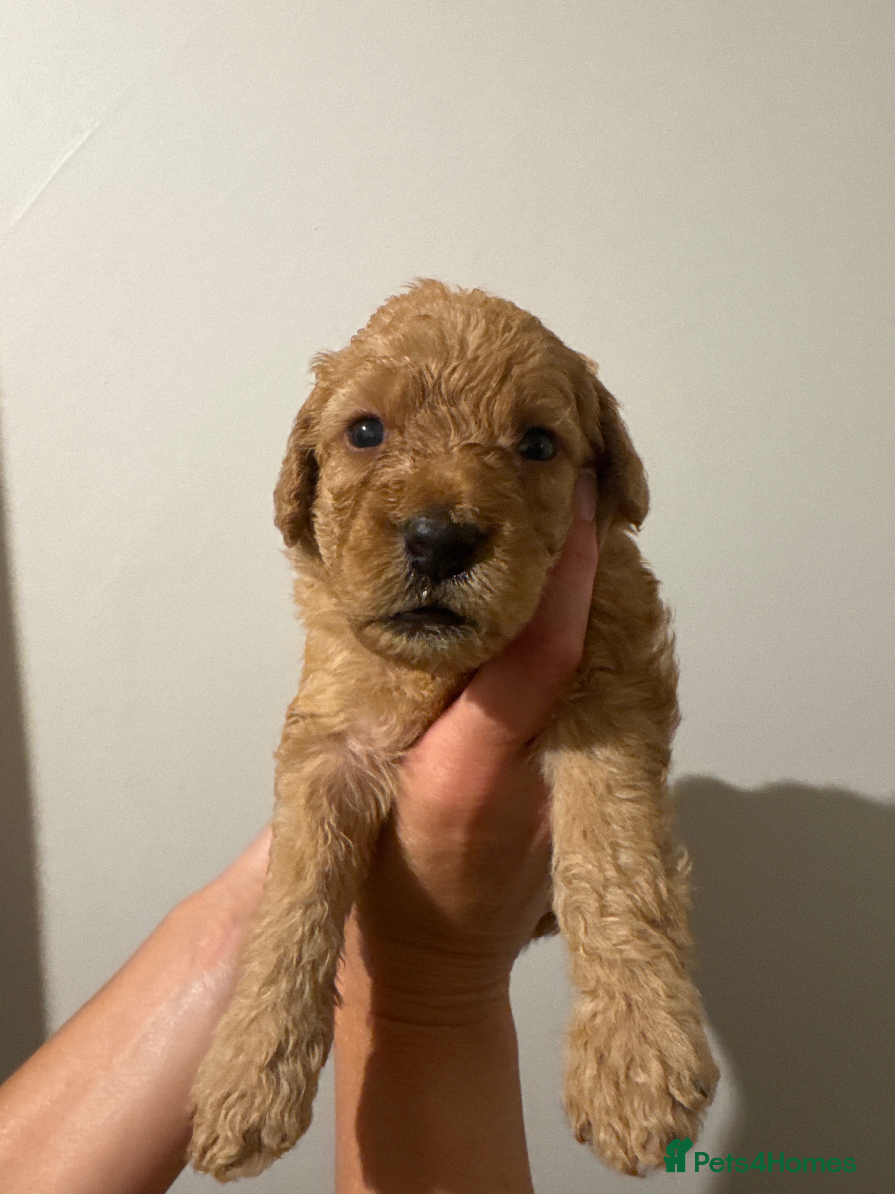 Labradoodle dogs ❤️ Beautiful Red F1b Labradoodle Puppies ❤️ - Advert 2