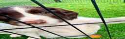 English Springer Spaniel dogs for sale: Pedigree springer spaniel Puppies - Advert 3