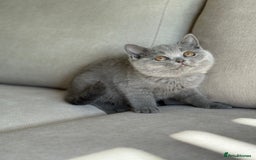 British Shorthair cats for sale: Beautiful BSH  - Image 11