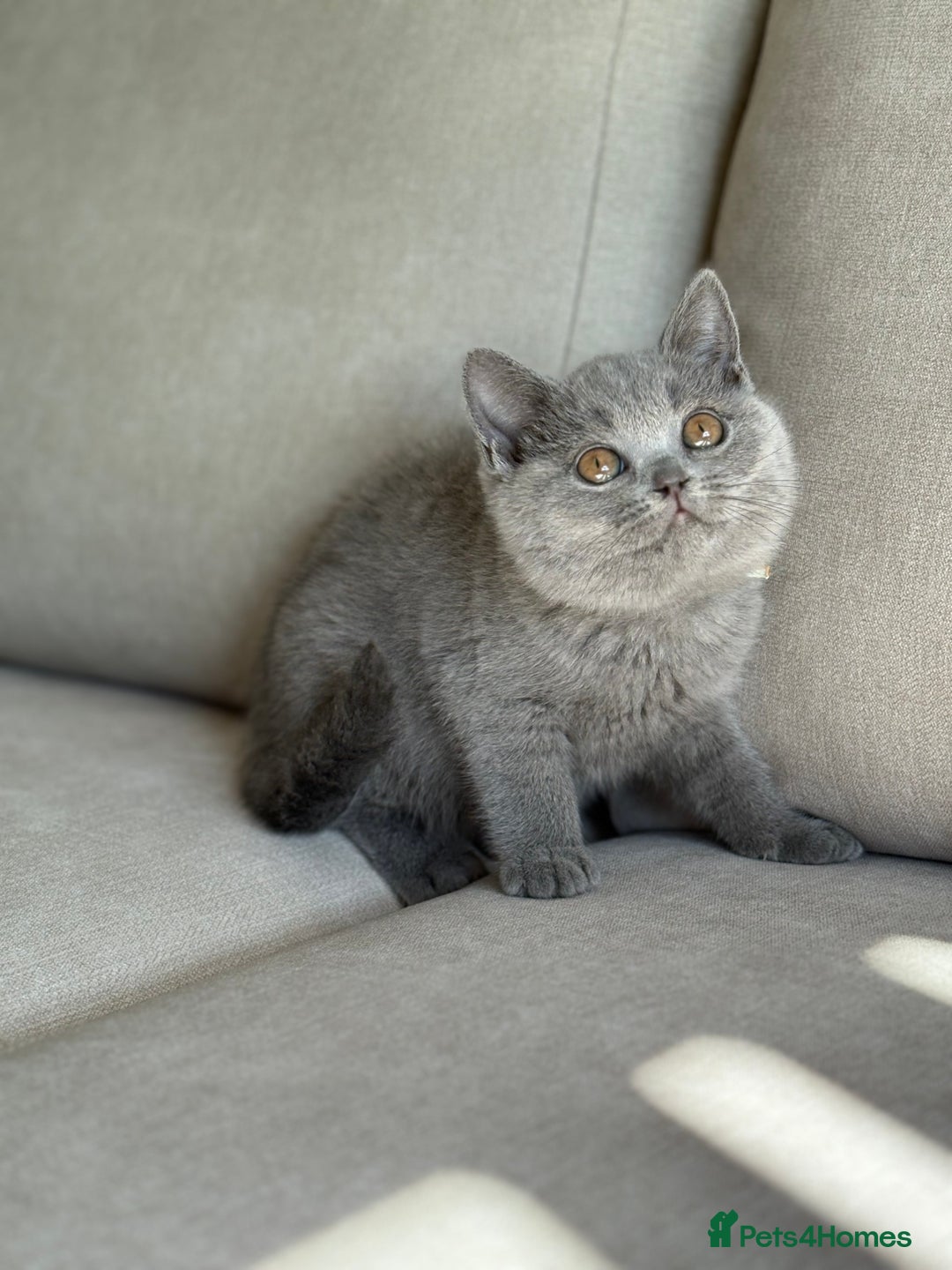 British Shorthair cats for sale: Beautiful BSH  - Image 11