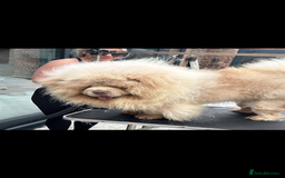 Chow Chow dogs for sale: 🔥 UK best Lilac platinum 🧸 chow chows KC  - Image 7