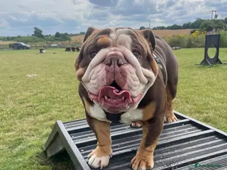 English Bulldog dogs British Bulldog Male for Sale - Advert 11
