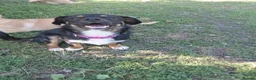 Mixed Breed dogs for adoption: 🐾HOPE - From Death Row to a Heart Full of Hope 💛 in Nottingham - Advert 7