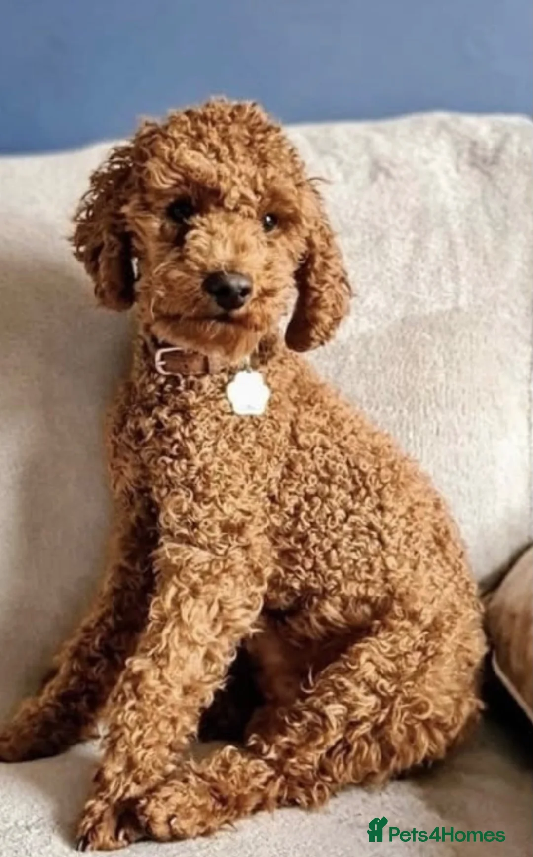 Cockapoo dogs for sale: 🌈 Beautiful Cockapoo Puppies – DNA Tested Clear - Advert 7