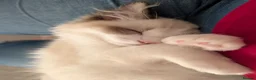 Ragdoll cats for sale: Stunning Ragdoll Kitten in London - Advert 12