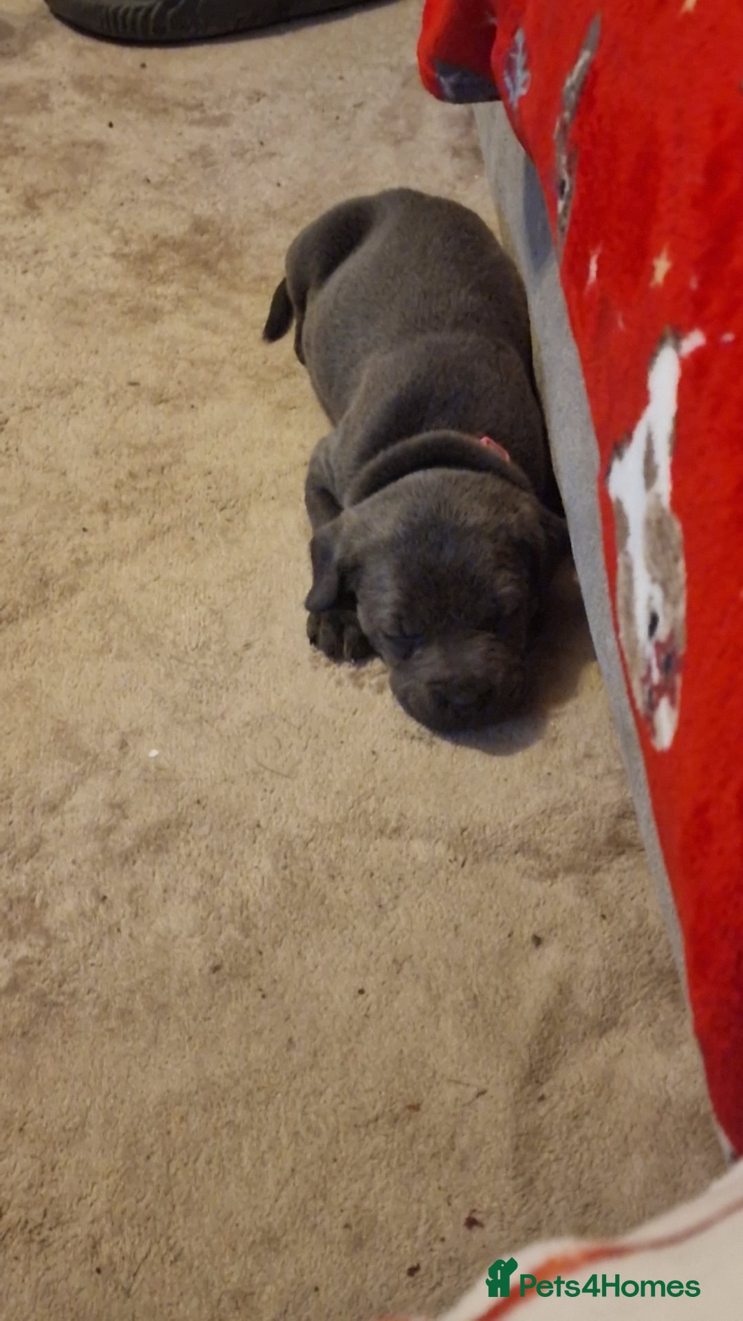 Cane Corso dogs for sale: Cane corso puppies - Advert 3