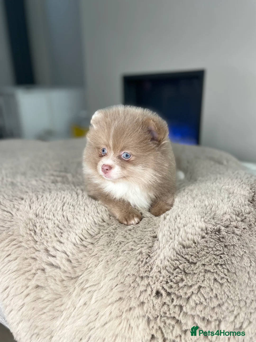 Pomeranian dogs for stud: 💜🧡Lilac & tan KC stud Benji champions in line  in Guildford - Advert 27