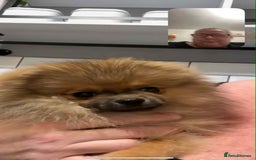 Pomeranian dogs for sale: Beautiful orange sable male - Image 3