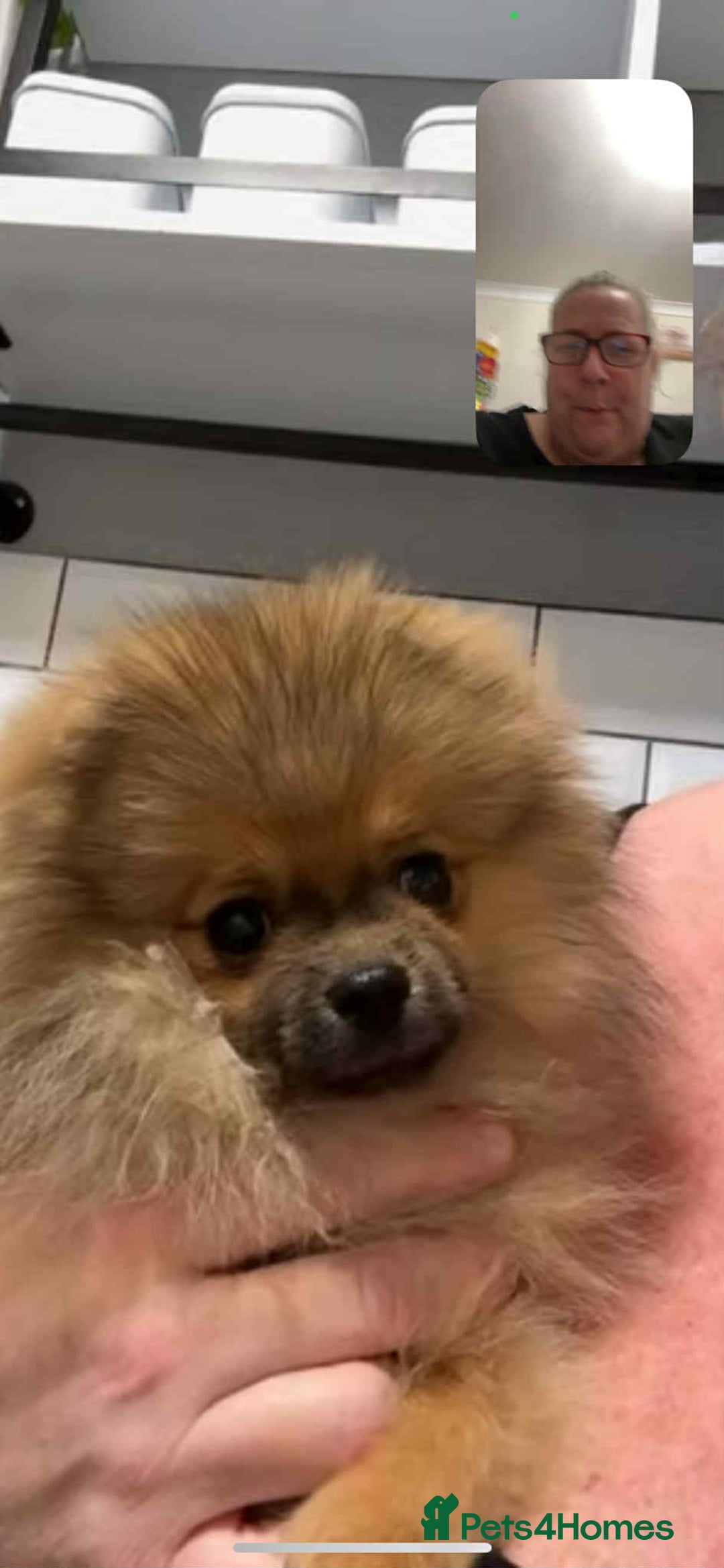 Pomeranian dogs for sale: Beautiful orange sable male - Image 3