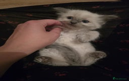 Ragdoll cats for sale: Ragdoll Kittens - Image 13