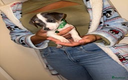Jack Russell dogs for sale: Jack Russell Pure Breed Puppy’s  - Image 15