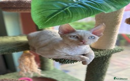 Devon Rex cats for sale: Amazing Boys Ready for 4ever home - Image 7