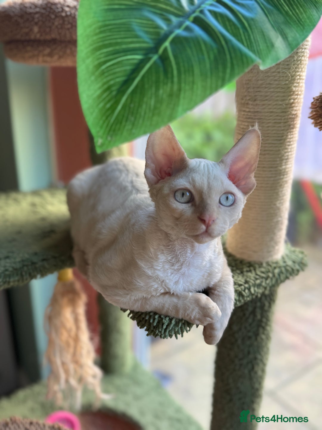 Devon Rex cats for sale: Amazing Boys Ready for 4ever home - Image 7