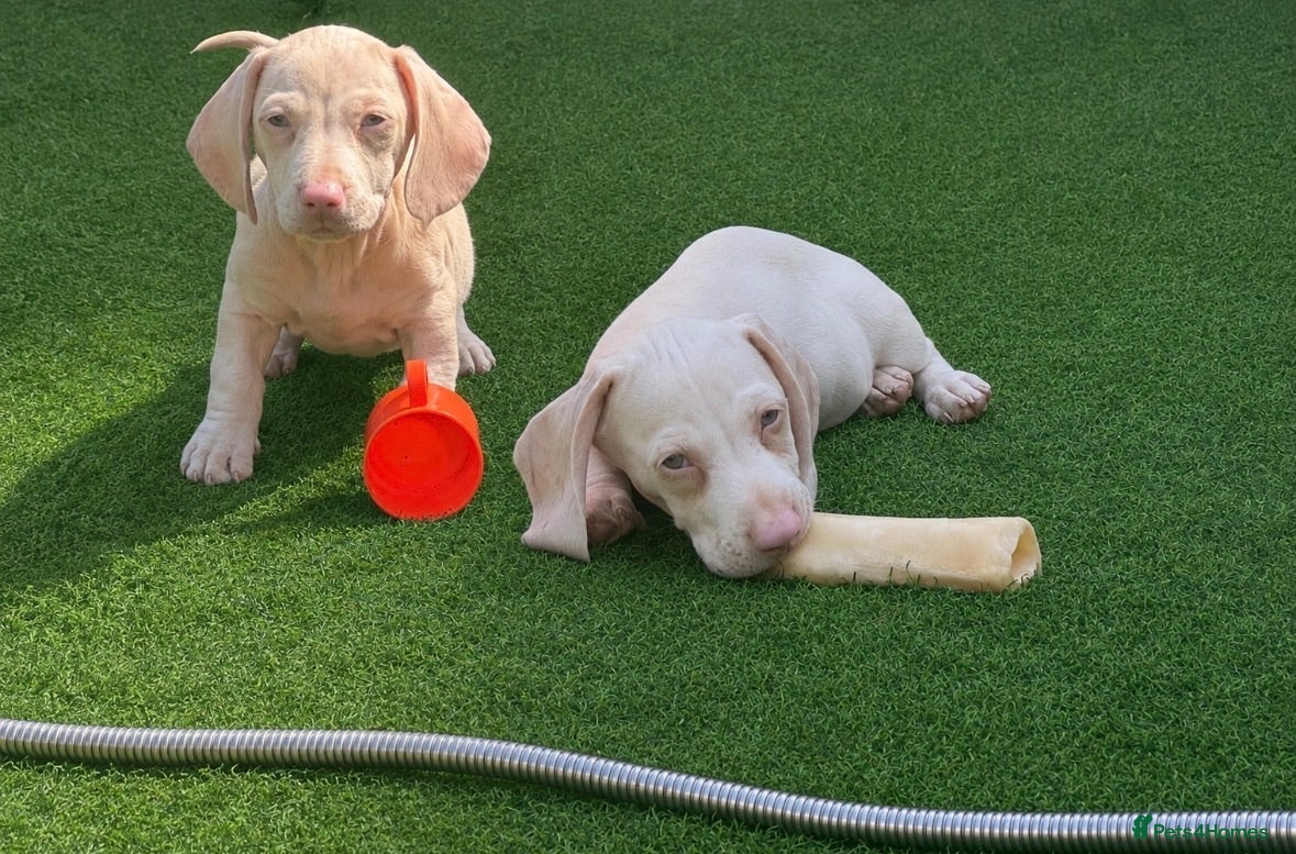 Miniature Dachshund dogs 🌸READY NOW Rare Pink mini dachshunds 🌸 - Advert 16
