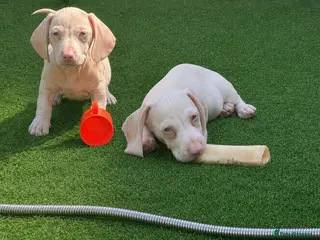 Miniature Dachshund dogs 🌸READY NOW Rare Pink mini dachshunds 🌸 - Advert 16