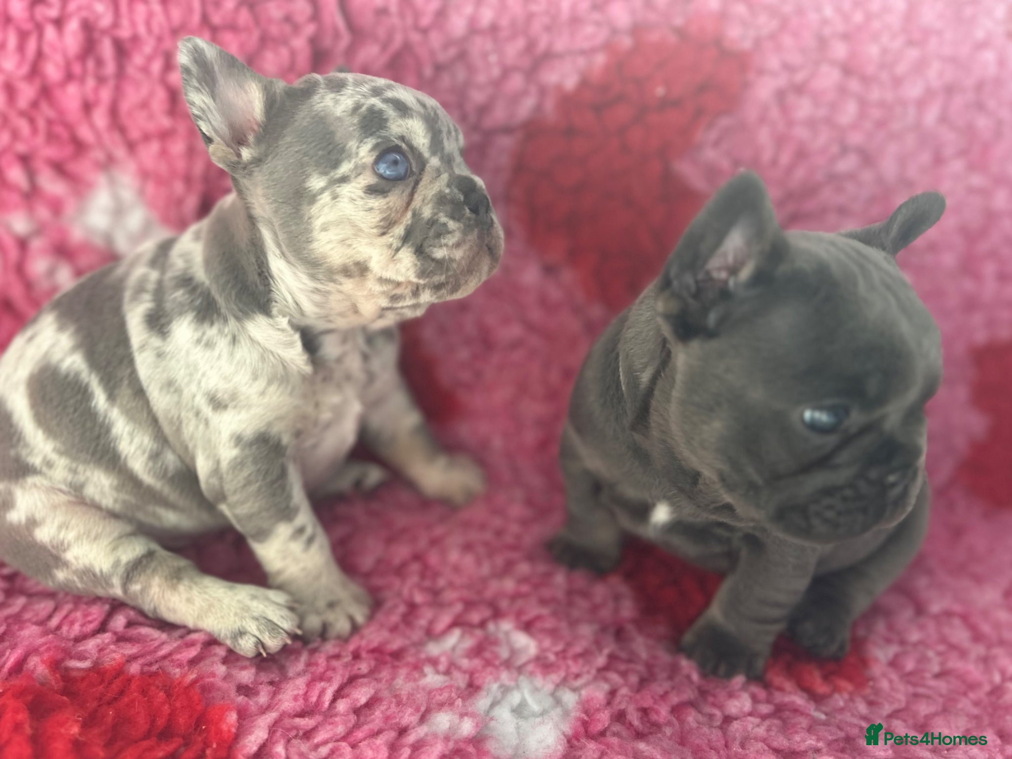 French Bulldog dogs 💜 READY NOW last 2 kc  frenchie girls 💜 - Advert 5