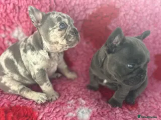 French Bulldog dogs 💜 READY NOW last 2 kc frenchie girls 💜 - Advert 5