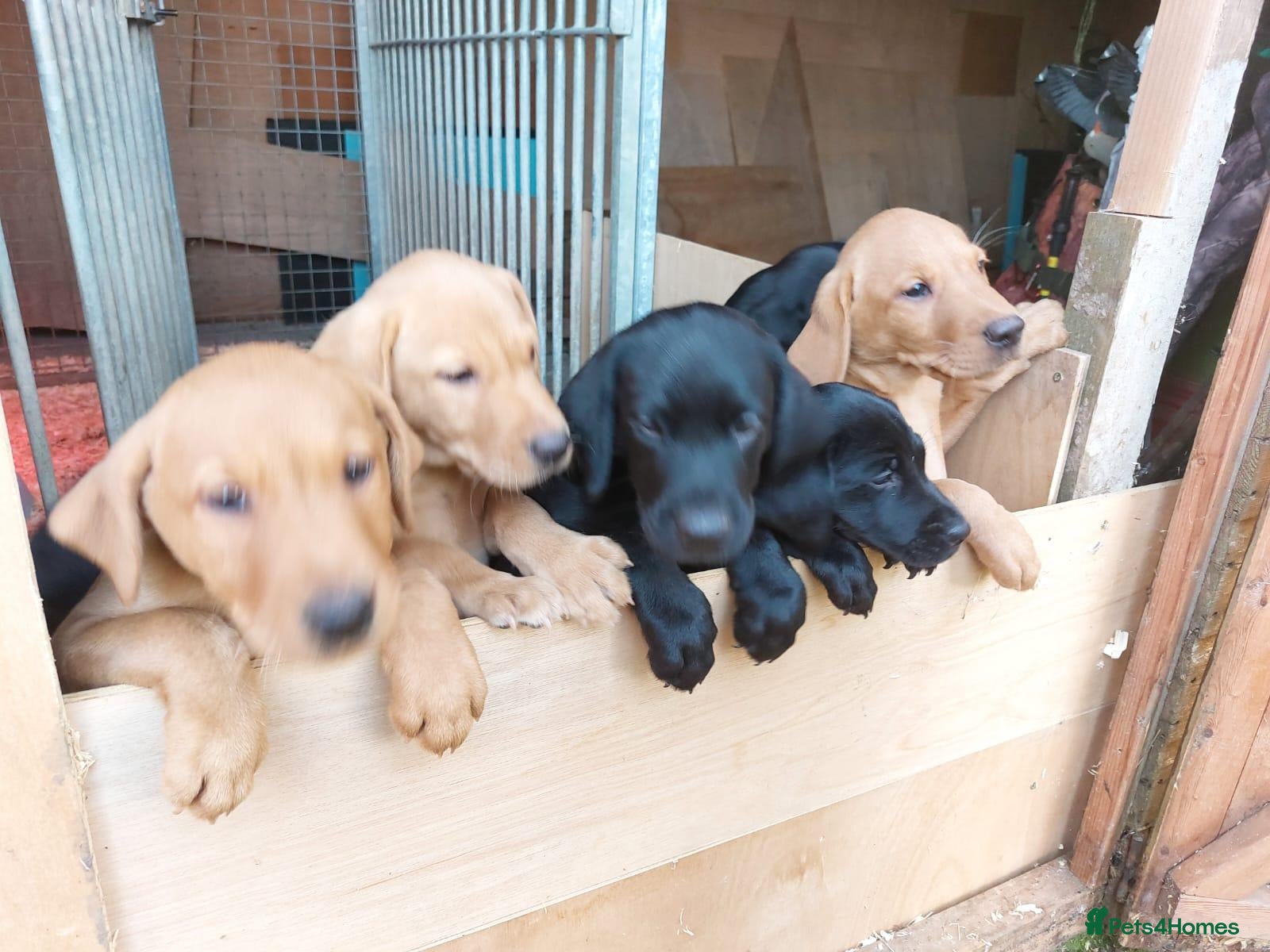 Labrador Retriever dogs for sale: Labrador fox Red and black puppies kc registered  - Advert 1