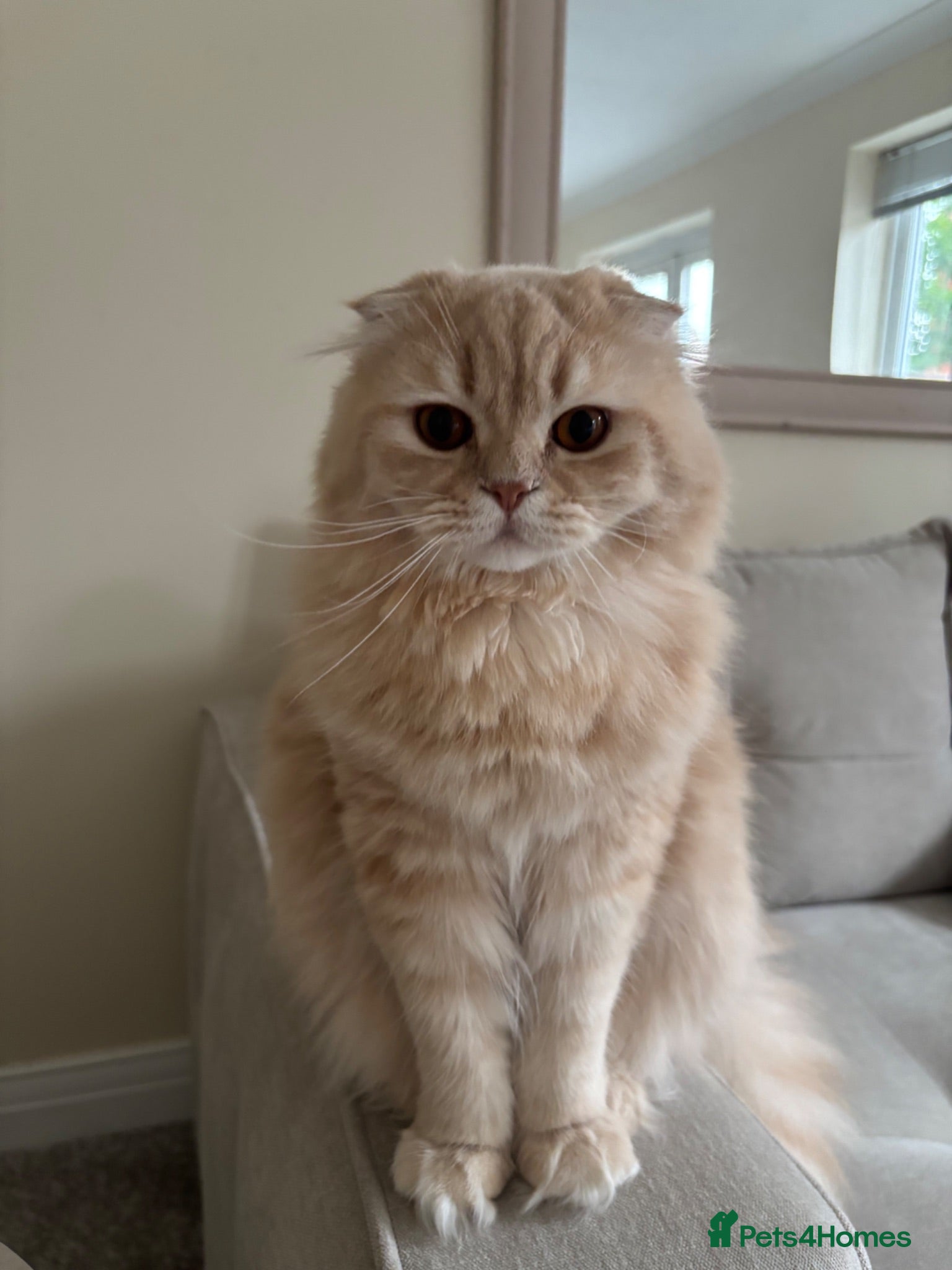 Scottish Fold cats Stunning Scottish Fold LH - Advert 5
