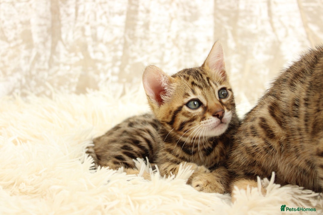 Bengal cats for sale: 🔥Absolute stunning Bengals for reservation🔥 - Image 19