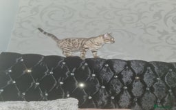 Bengal cats for stud: Snow bengal - Image 5