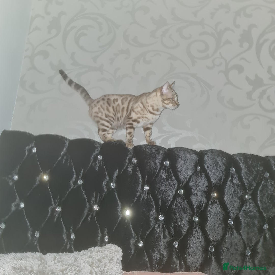 Bengal cats for stud: Snow bengal - Image 5