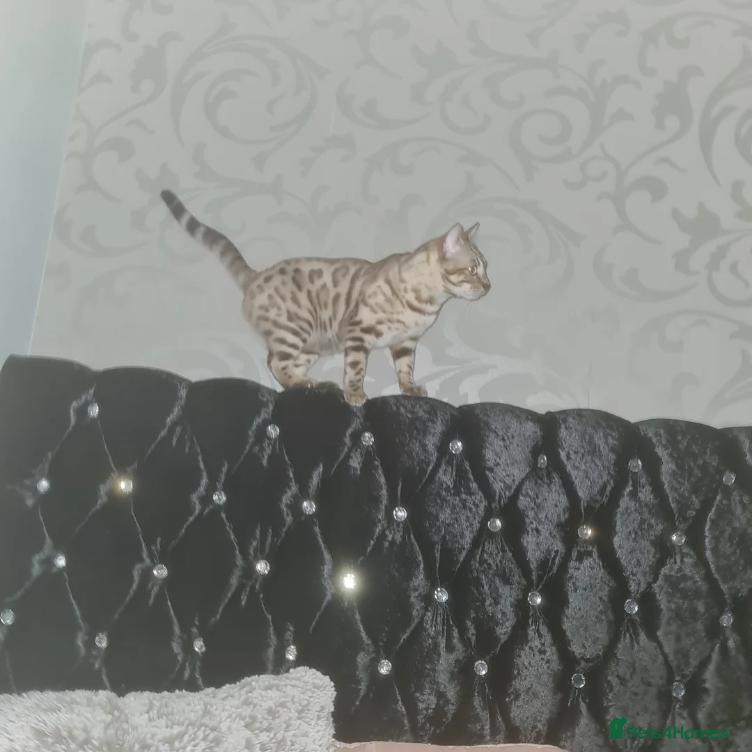 Bengal cats for stud: Snow bengal - Advert 5