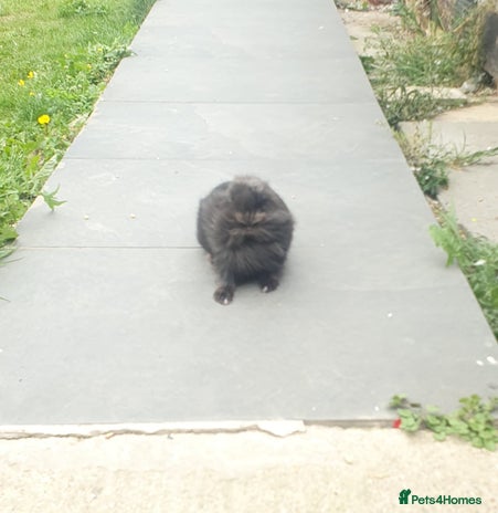 Lionhead rabbits - Advert 15