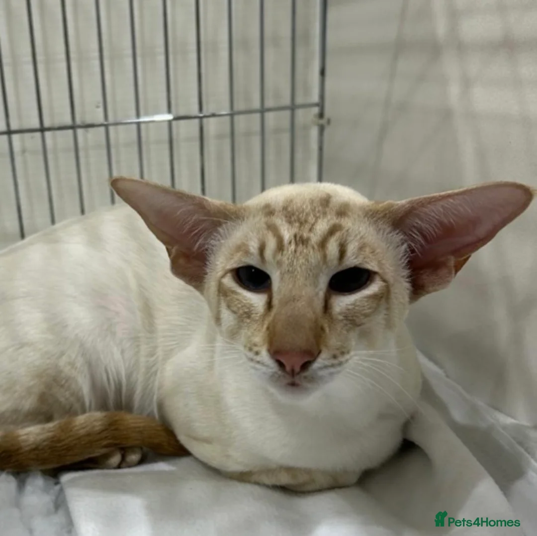 Siamese cats for stud: Champion cinnamon tabby point siamese  in Warrington - Advert 1