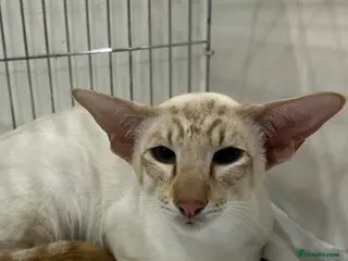 Siamese cats Champion cinnamon tabby point siamese - Advert 12