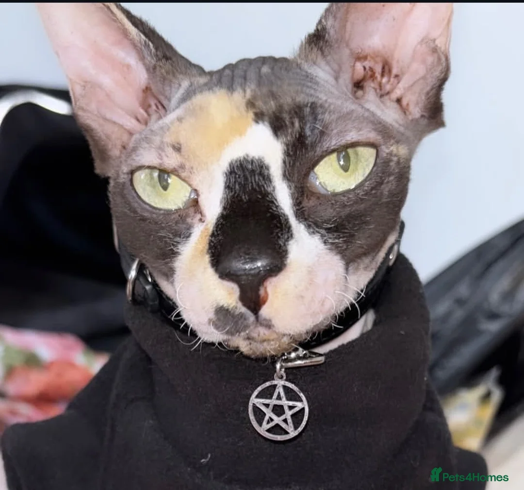 Sphynx cats for sale: 1 year old female sphnx  - Advert 2