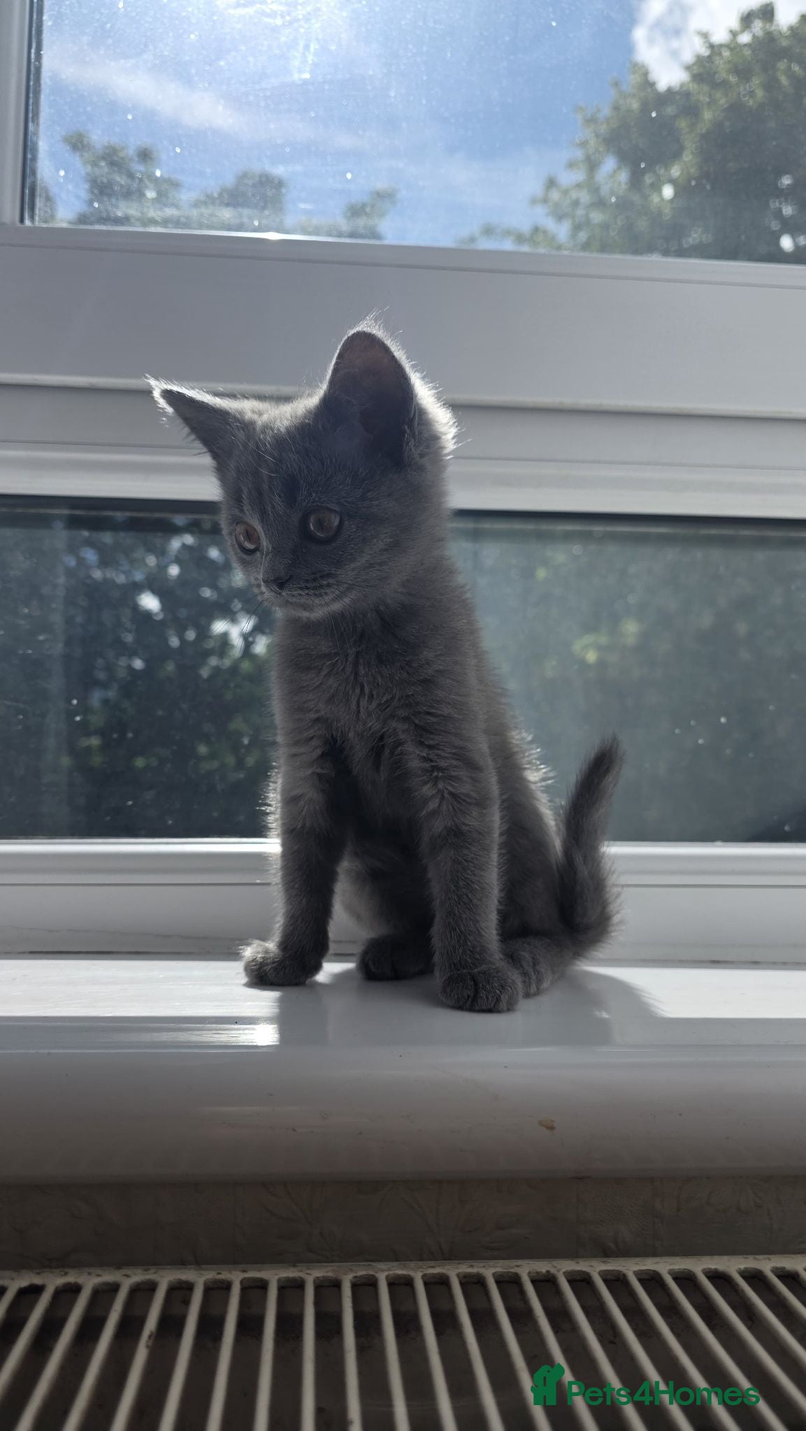 Himalayan cats Left Grey girl only - Advert 1