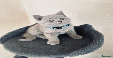 British Shorthair cats - Advert 15