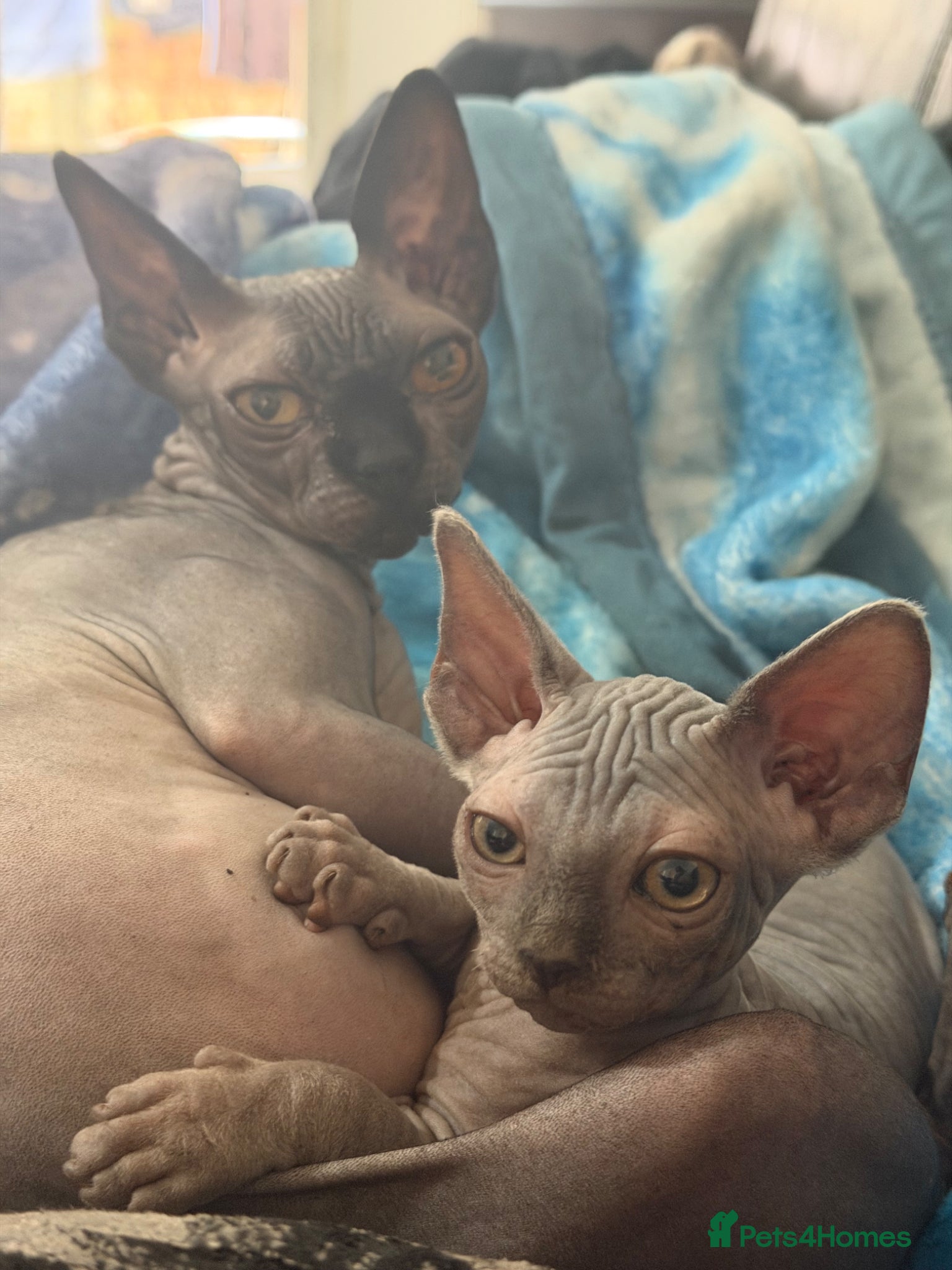 Sphynx cats Adorable sphynx girl  - Advert 2