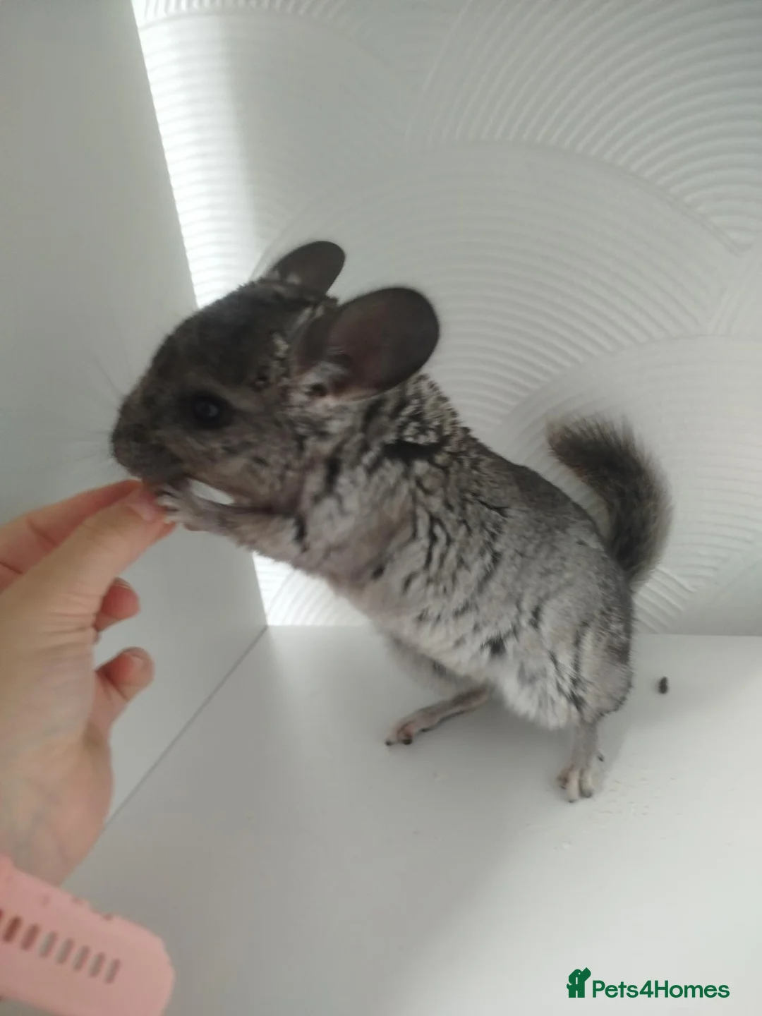 Chinchilla rodents for sale: Gorgeous chinchilla for sale - Advert 7