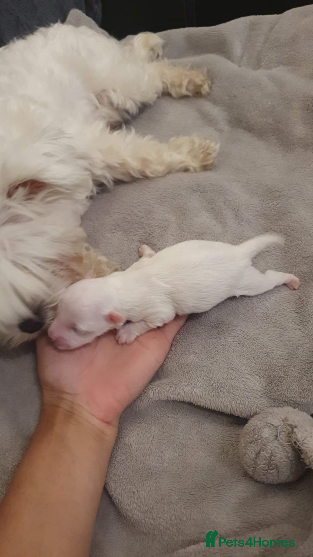 Bichon Frise dogs for sale: Small in weight and hight ,beautiful Toto is ready - Image 5