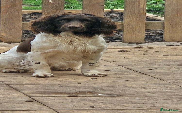 English Springer Spaniel dogs - Advert 1