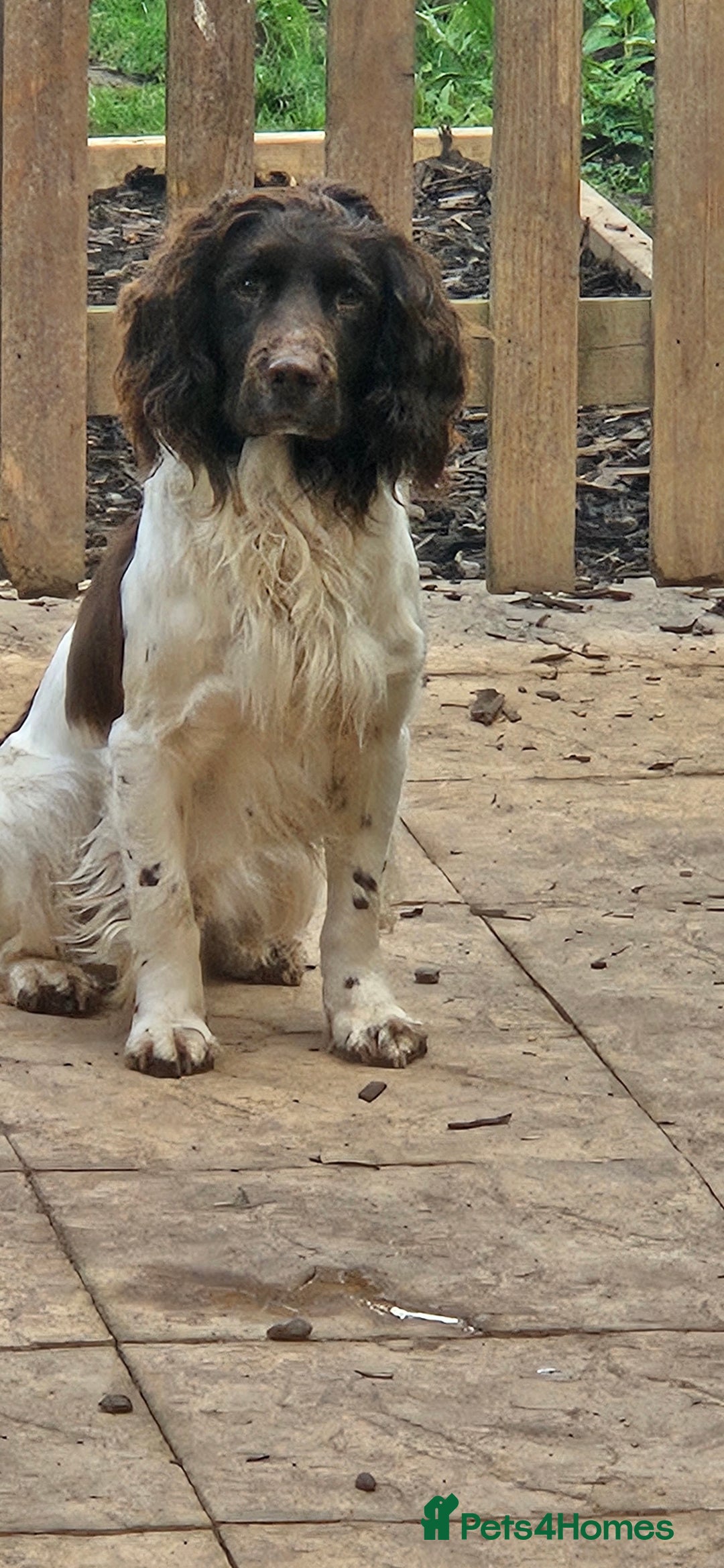 English Springer Spaniel dogs for stud: Up for stud - Image 1